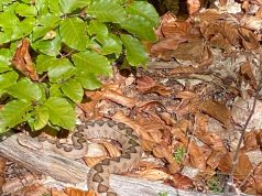 Nepërka e rrallë shfaqet në pyjet e Klosit Nepërka e malit, fotografuar sot në pyjet e Klosit