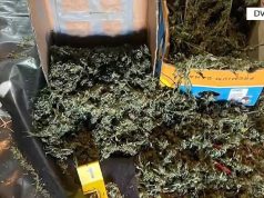 Magazina e kanabisit në Korçë; në kërkim Sadriano Duçi