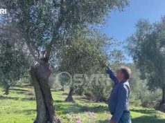 Ulliri në Godolesh shkon për lesh! Fermerët: ministria nuk na subvencionon