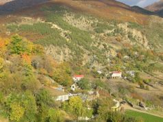 Baresha humb jetën duke ruajtur bagëtitë në Pukë