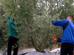 Ulliri mbetet në pemë. Në Vlorë edhe këtë vit nuk ka punëtorë për ta vjelë