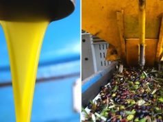 Prodhimi i ullirit për 2024 pritet të dyfishohet