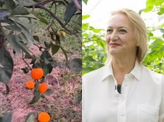 Çfarë po ndodh me agrumet këtë vit?