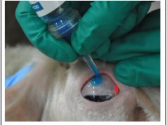 Skandali me vaksinën e brucelozës në të imta: Një situatë alarmante që kërkon ndërhyrje urgjente