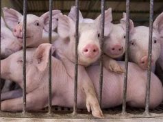 Murtaja Afrikane e Derrave rrezik potencial: Autoriteti Veterinar në Ministrinë e Bujqësisë në gjumë