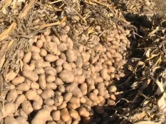 Si mollët e Korçës edhe patatja e Dibrës mbetet pa shitur në Bllacë