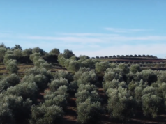 12 milionë rrënjë ullinj/ Prodhimi nuk kategorizohet dhe nuk ka një etiketim të mirëfilltë “Made in Albania”