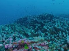 Korali më i madh në botë u zbulua në Ishujt Solomon. Mund të shihet edhe nga hapësira
