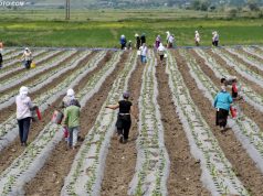Gjendja e bujqësisë dhe blegtorisë në Shqipëri: Dështimi për të adresuar realitetin