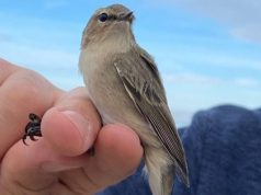 Fishkëllyesi i murrmë zbarkon në lagunën e Orikumit