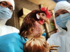 Në Mëzez bie gripi i shpendëve. Vatra ka disa ditë që është zbuluar. Pse e bëri sot publike MBZHR?