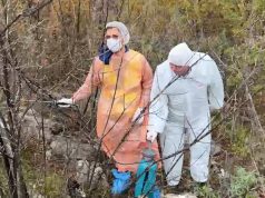 Ministria e Bujqësisë e fshehu/Publikohet rënia e murtajës së derrave në Lezhë, siç denoncoi Ervin Resuli