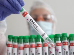 Gripi i shpendëve/ Po testohen edhe njerëz. Ja çfarë njofton MBZHR