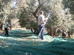 “Brigadat e vjeljes” në Lushnjë nuk arrijnë të përmirësojnë kaosin që sundon industrinë e përpunimit të ullirit