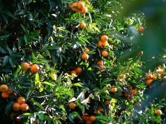 Mandarinat nuk kalojnë traun, por fondet për sigurinë ushqimore reduktohen