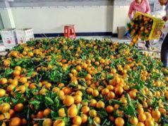 Mandarinat nuk i blen më njeri