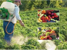 Pesticidet e ndaluara nga BE përdoren në kultivimin e produkteve shqiptare