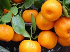 Për ata që shqetësohen për imazhin e mandarinës shqiptare…