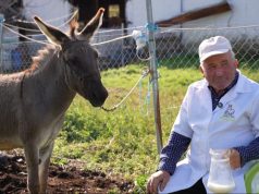 “Ari i bardhë” nga jugu i Shqipërisë/ Qumështi i gomaricës që bëhet gjizë, djathë dhe krem (video)
