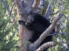 Ariu i qëlluar bie nga pema dhe vret gjuetarin