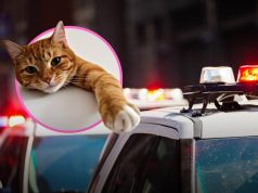 Video virale e maçokut që u “arrestua” në Tajlandë, pasi vodhi një peshk