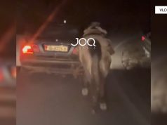 Tërhoqi kalin në rrugë/Banorit të fshatit Mavrovë i merret makina dhe dënohet me mbi 1 milion lekë gjobë