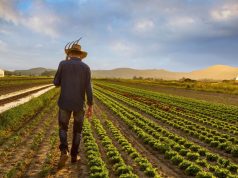Bujqit po kthehen në konsumatorë, migrimi nga rrethet drejt Tiranës po cenon garantimin e furnizimit me ushqime