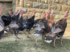 Vidhen gjelat e detit në fshatrat e Levanit, policia në kërkim të tyre