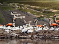 Konventa e Bernës kundër Aeroportit të Vlorës. Rrezikon biodiversitetin në Lagunën e Nartës