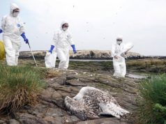 Viktima e parë nga gripi i shpendëve në SHBA