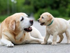 Inteligjenca Artificiale së shpejti mund të përkthejë atë që po ju thonë kafshët shtëpiake.