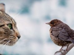 Në Itali regjistrohet rasti i parë i ngordhjes së një maceje nga gripi i shpendëve. Epidemiologët: Tani ekziston një mutacion që kalon virusin te gjitarët, si macet, qentë apo të tjerët