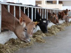 40% e fermave të kafshëve në Shqipëri përdorin antibiotikë