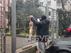 Blegtori i çon qengjat e ngordhur Dumanit te dera e SPAK: Nuk kam marrë subvencione