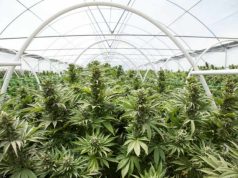 Qeveria miraton standardet për parcelat e rritjes së kanabisit mjekësor: Të vendosen larg zonave ushtarake