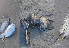 Ngordhje masive e shpendëve në Vlorë. Dyshohet për grip shpendësh