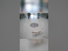 Lirohet i zoti i pitbullit që sulmoi nxënës e policë në Kosovë