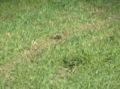 Miu i Maliqit një problem shqetësues për fermerët në ara