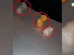 Babë e bir në pranga për armë dhe kokainë. Njëri zbrazi drogën në lavaman, tjetri hodhi pistoletën nga ballkoni