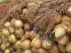 Prodhimet bujqësore në juglindje të Shqipërisë mbeten pa shitur