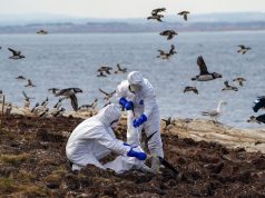 Gripi i shpendëve mbërrin edhe në Lagunën e Karavastasë dhe Paskuqan