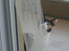 Sot festa e maceve. Zgjedhja e ditës lidhet me Ujorin, shenjën që karakterizon shpirtrat e lirë dhe të pavarur