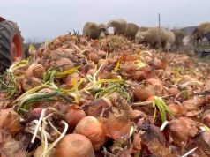 Kriza e bujqësisë në juglindje/ Zëri i një fermeri të zhgënjyer