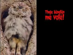 “O Sali o hero, gjithë Shqipëria ty të do”, Rama ironizon sërish Berishën me bufin, thirrje diasporës: Thaje kënetën me votë!