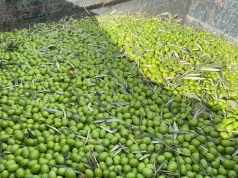 Kultivuesit e ullirit në Spanjë, të shqetësuar nga kërcënimi amerikan për tarifa