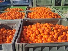 Arrestohet fermeri, grumbulluesi dhe inspektori i bujqësisë, 10 tonë mandarina toksike dolën në treg