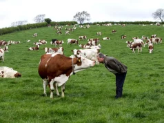 Më pak lopë e dele/ INSTAT: Në 2024 ishin 283 mijë gjedhë dhe 1.8 milionë të imta