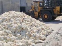 Grip shpendësh edhe te AIBA/ 65 mijë pula të ngordhura, s’dihet nëse janë asgjësuar dhe ku! Ministria pa transparencë edhe për REA’s