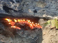 Nis sot pelegrinazhi i të martave të shenjta në Kishën e Shën Antonit të Padovës në Laç