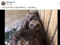 Fronti opozitar, një çerdhe bufash! “Fronti i Noc Rrokut”, Rama ironizon koalicionin e Sali Berishës “Aleanca për Shqipërinë Madhështore”